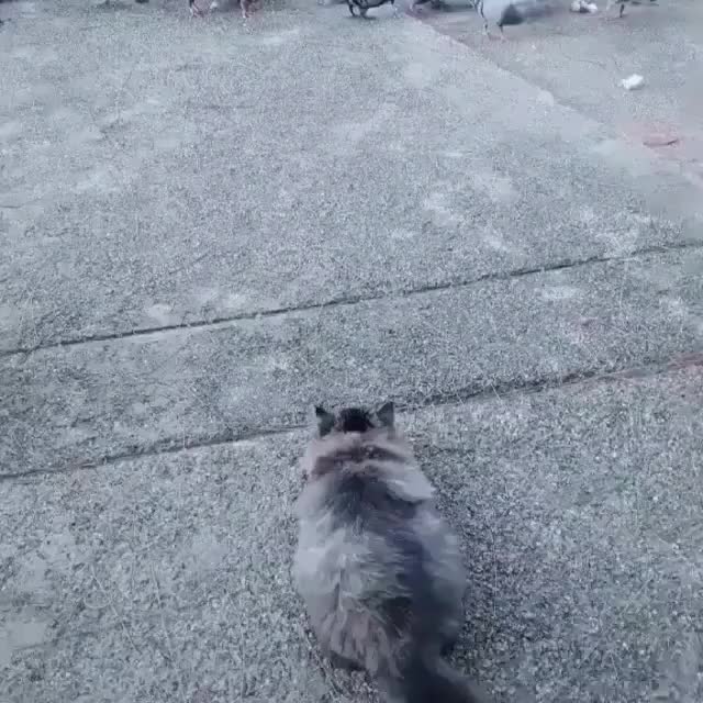 Catch ALL the birds!