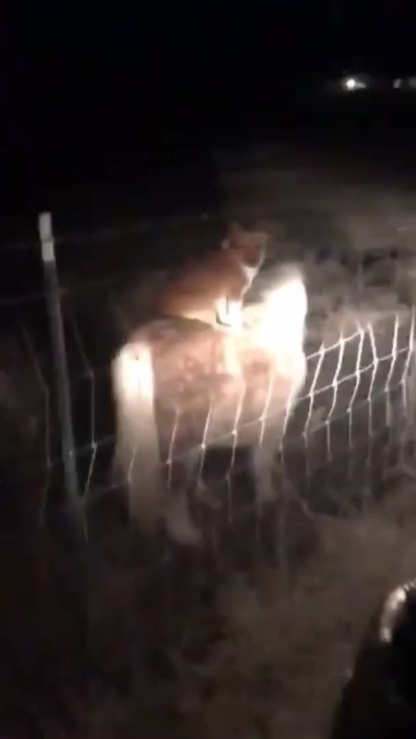 Neighbor's Corgi was sneaking onto her property at night and riding her pony.