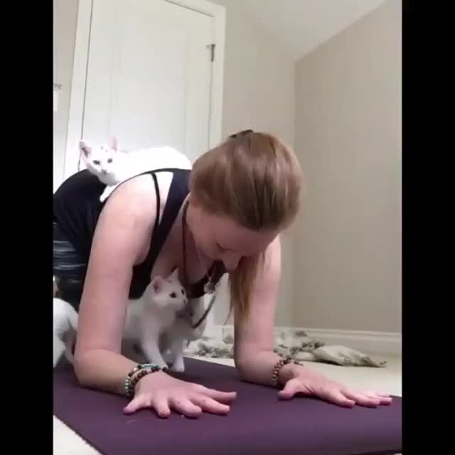 Yoga and Kittens
