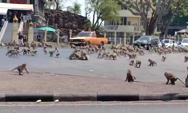 Rival monkey gangs fight for food after tourists stop showing up because of coronavirus