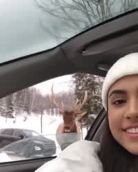 Winter Chav flirts with reindeer!