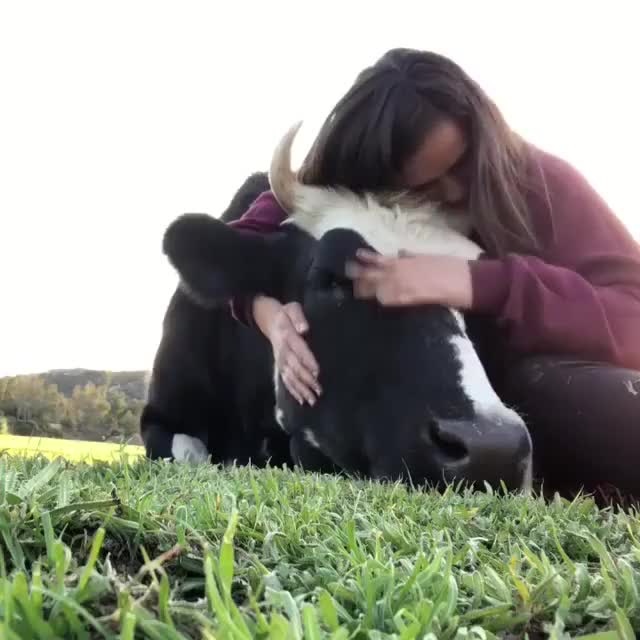 Big pupper hugs and scritches at Farm Animal Refuge