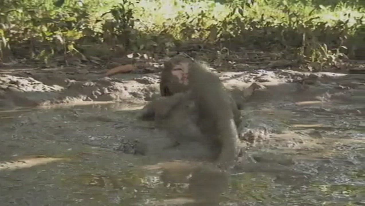 Rolling around in wet mud