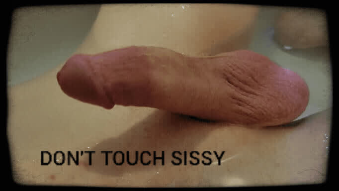 caption chastity sissy sissy slut gif