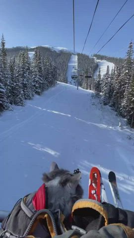 I have only one question - where to buy a cat snowboard mask?