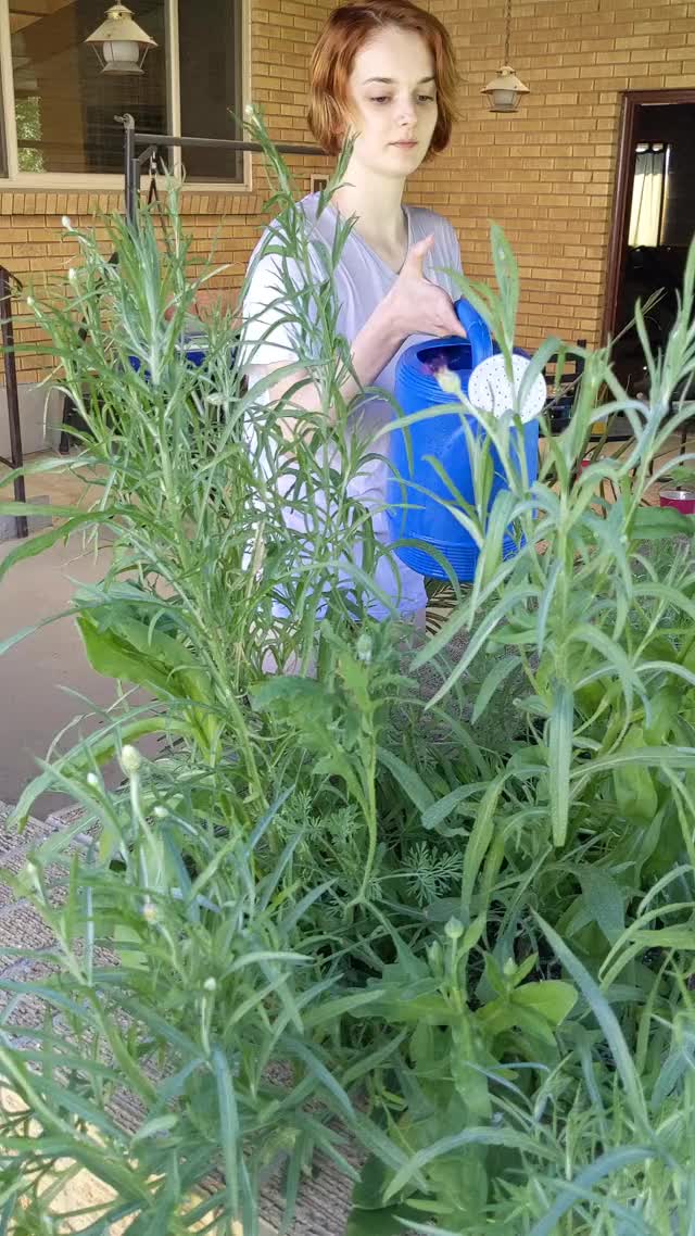 Watering flowers