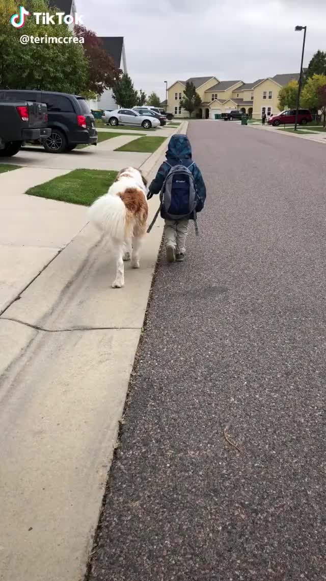 50lb kiddo walking a 200lb Saint. Best. Dog. Ever.  