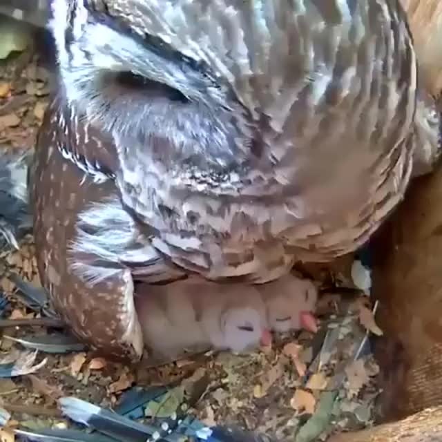Owlets