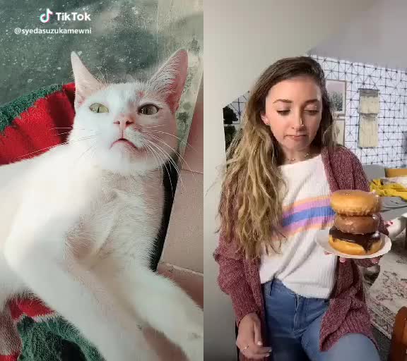  #mood ?? #funny #comedy #comedia #duet with @brooklynandbailey #cutekitty #animallover