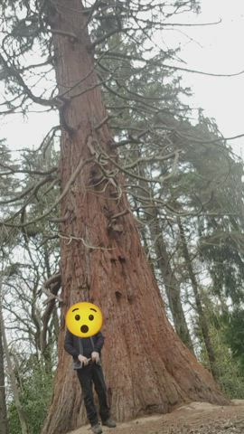 This tree is massive 🤣