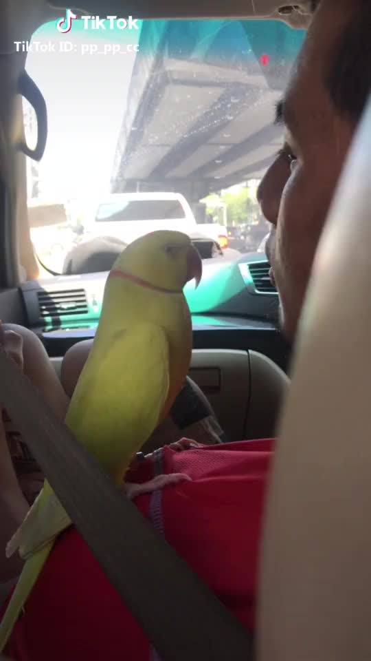 ออดอ้อนออเซาะ #loveyoupapa #parrot #funny #animals #pets