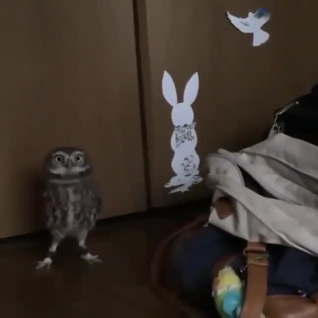 This owl knows how to make an entrance.