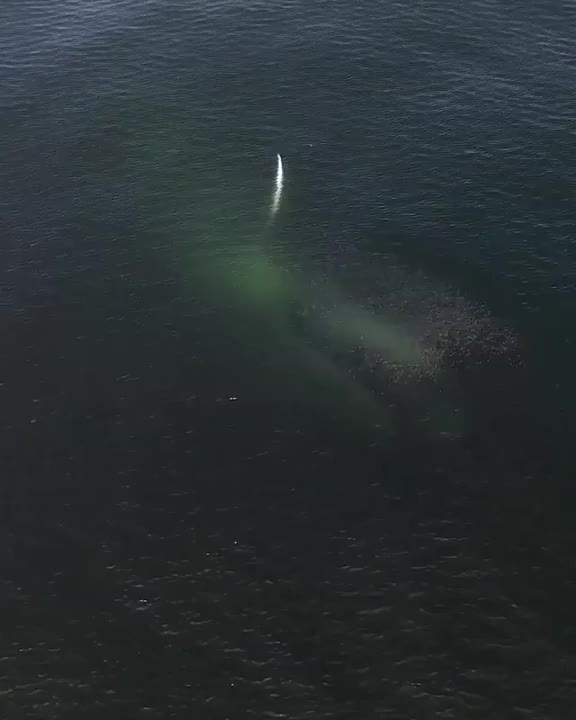Blue Whale gulping up a meal and 10,000 Gallons of water