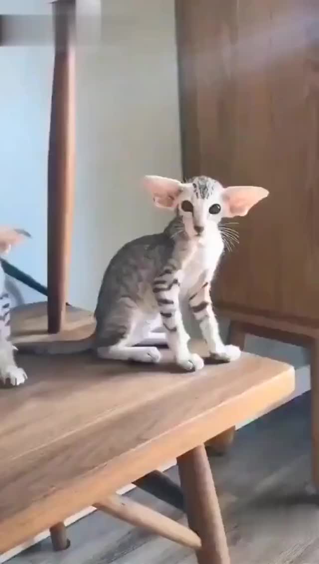 Ears. - Imgur