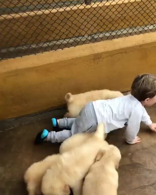 Cute Baby WIth Puppies.