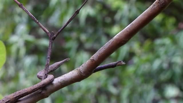 Malagasy leaf-nosed snake uses its camouflage as a dead branch to hunt a gecko