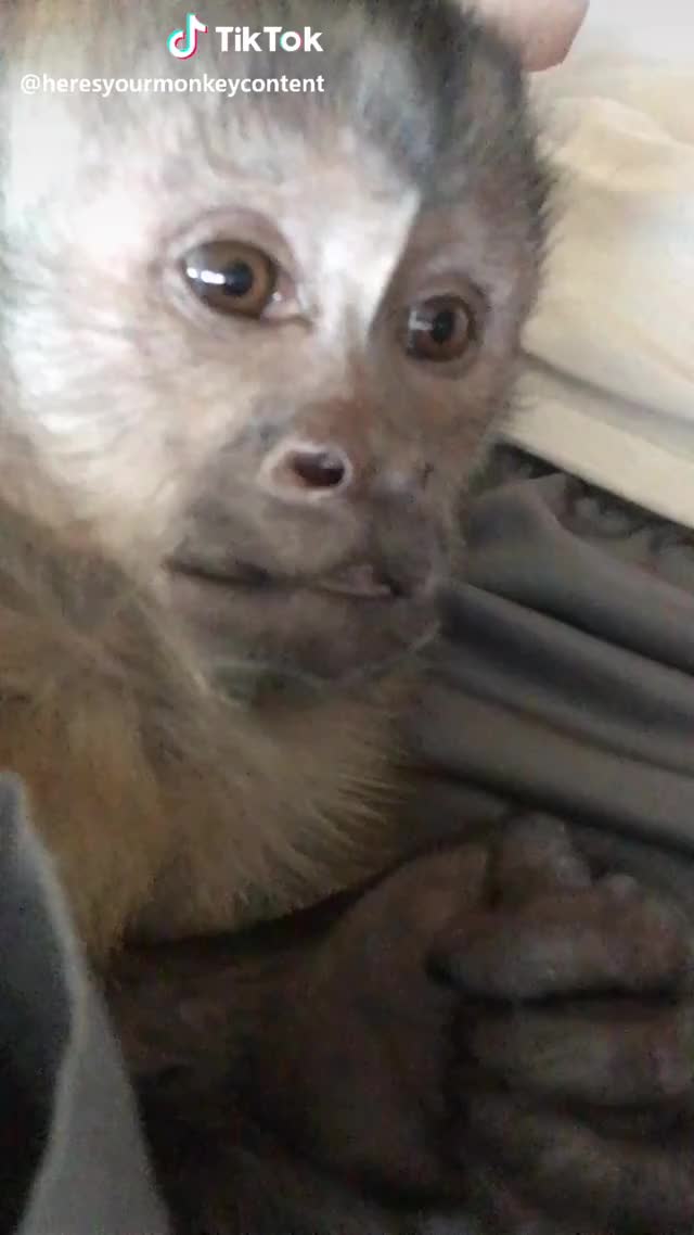 Love that face he makes when I tickle him ? #aww #cute #monkey #capuchin #pet #love