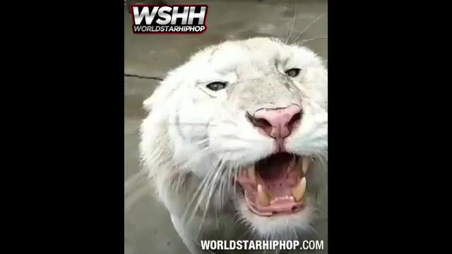 Video: Scary AF: Tiger Growls In Person&#039;s Face!