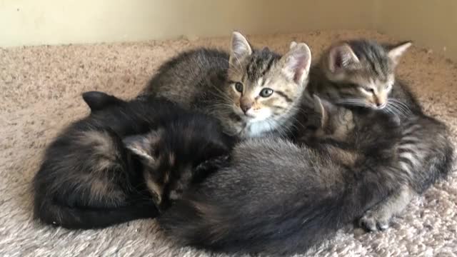 A seven-kitty pile on my stairs. Yes, I gave them a cuddle. I’m not made of stone.