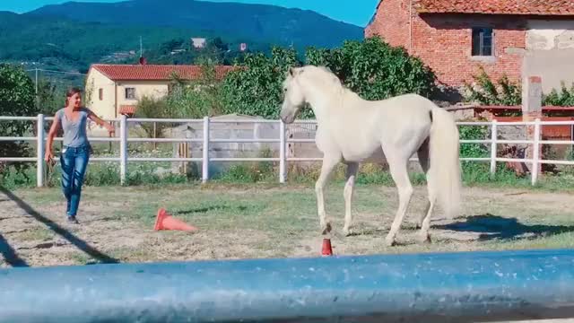 Lavoro in libertà con Bailando? ~2016~ #horse #equestrian #animal #love #tiktok