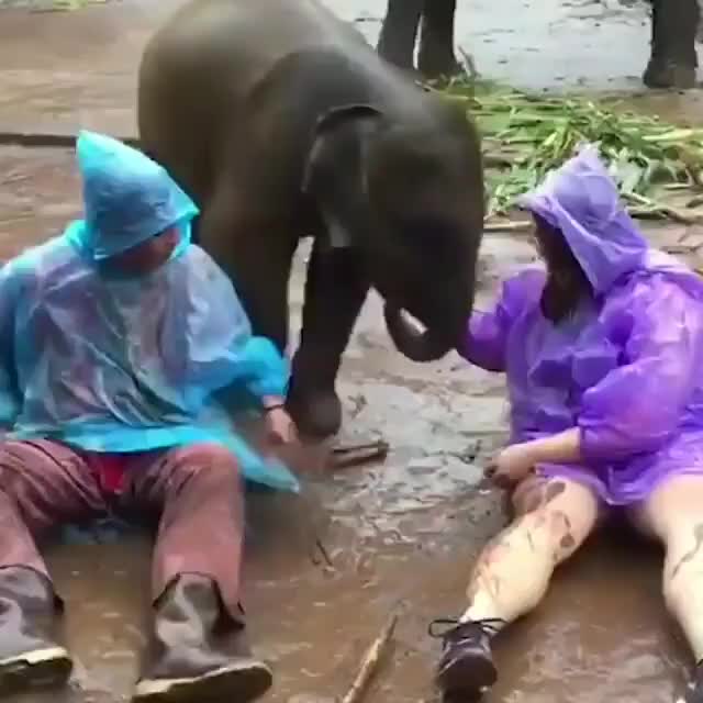Are you rolling around in the mud with a baby elephant happy?