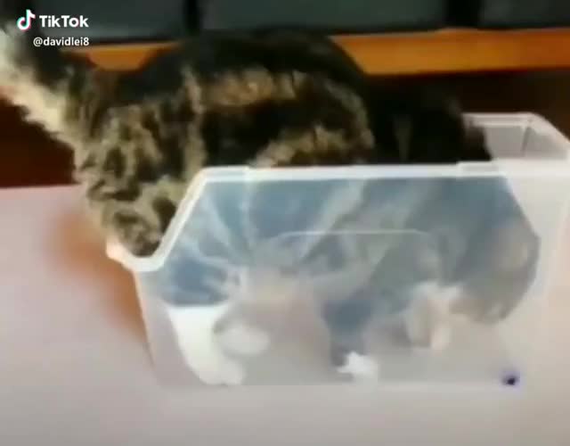 If I Fit I Sit & Sleep #cat #funnycat #catbox #catinabox #cutecat #catsleeping