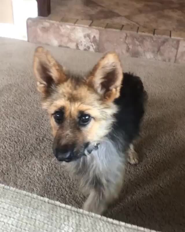 Ranger is a cute little german shepherd with dwarfism