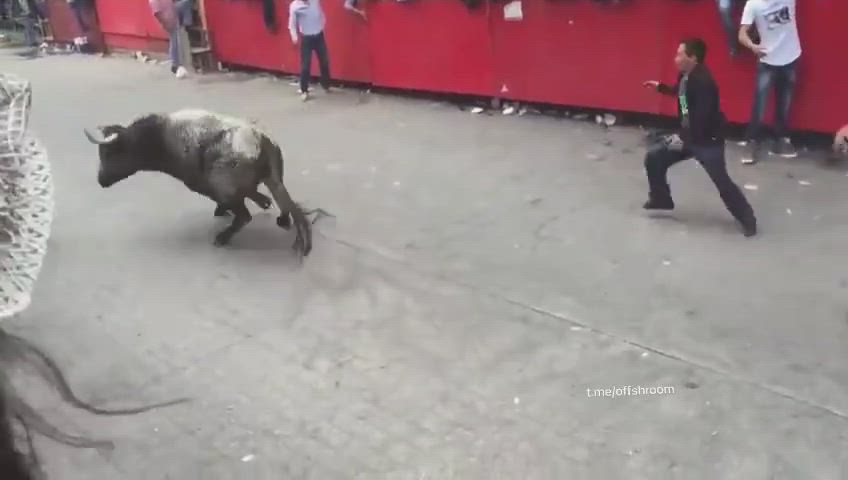 a man killed by bull