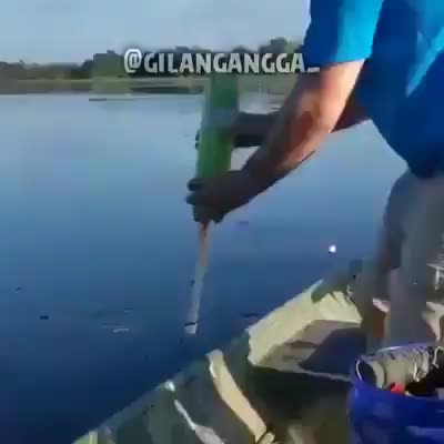 ESSE PEIXE DEVE SER DOS GRANDES