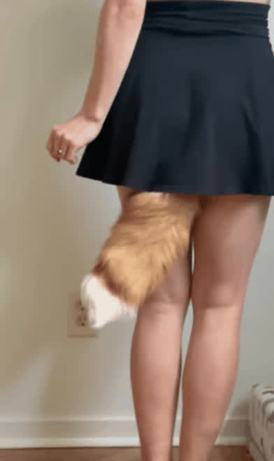 anal dancer skirt tail plug gif