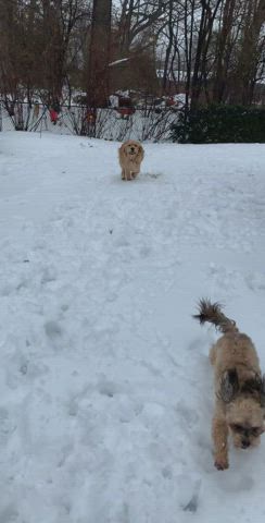 Golden retriever visciously mauls cameraman