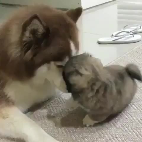 defEnsELess doggo gETs brUTALLy AttAcKed BY SmoL BeaR