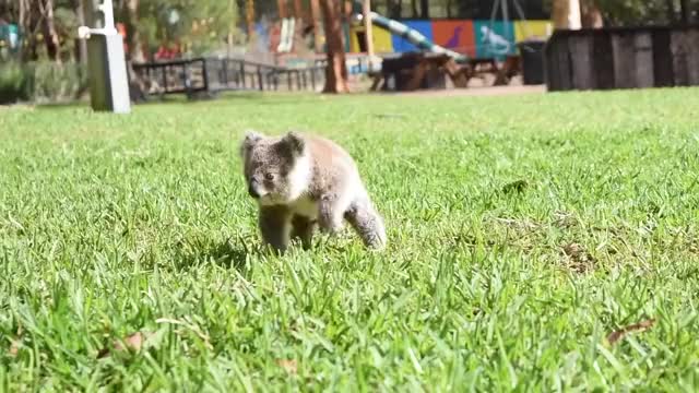 Baby koalas having some fun