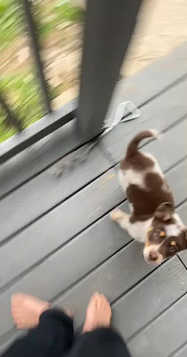 Cute Puppy gif