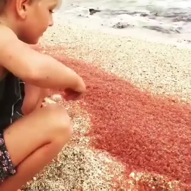 A river of Red Crabs on Christmas Island