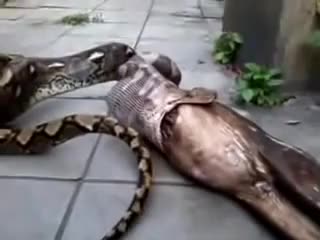 Python Vomits a kangaroo