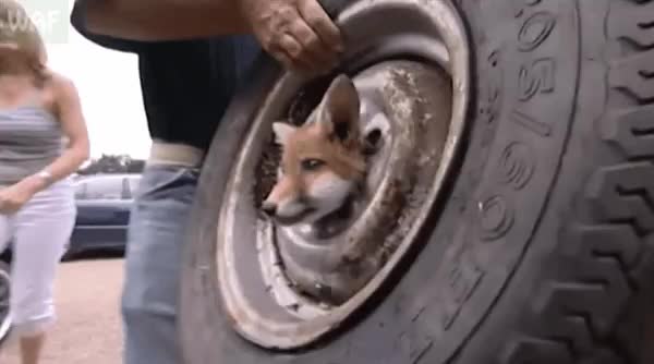 Fox cub gets stuck in a wheel, here's how they freed him.