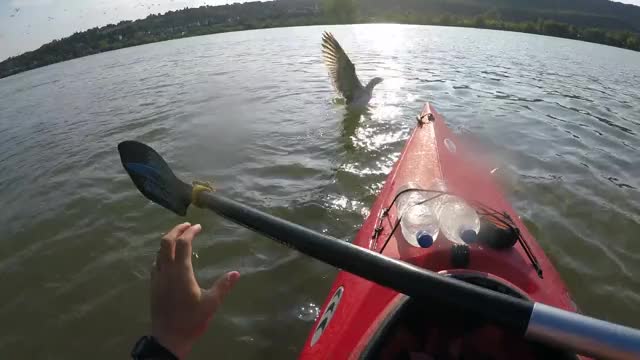 Rescuing Another Seagull