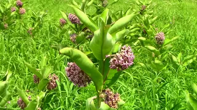 Wild Food Foraging- Common Milkweed