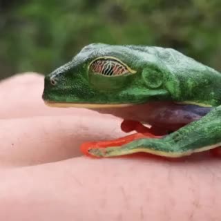 Agalychnis callidryas uses its eyes to scare away predators