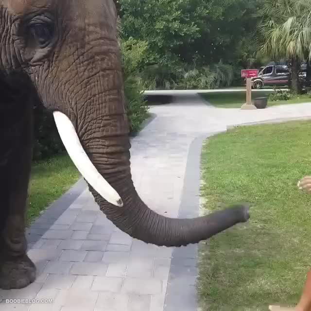 ElephantPerv