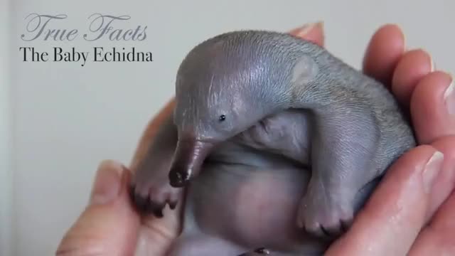 "The young echidna is called a puggle. Which kind of pisses off puggles."