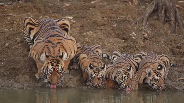 Gorgeous Mama Tiger and Cubs Take a Drink