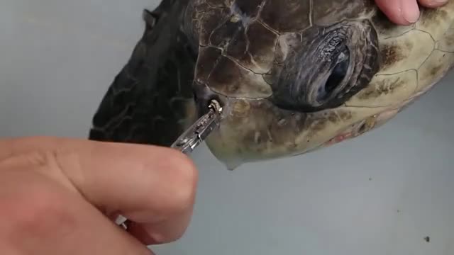 Removing a straw from a sea turtles nose