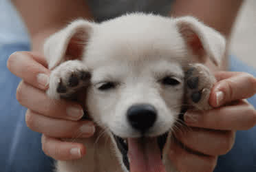 Cute Puppy Tiny gif