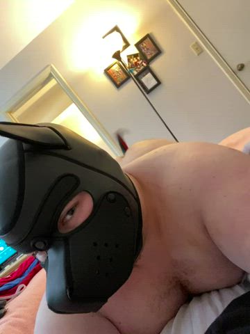 chubby gay puppy tail plug gif