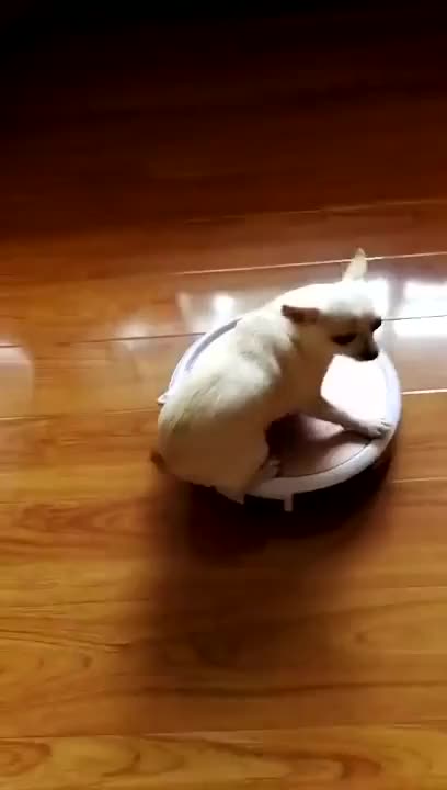 Snowy my dog is on a vacuum