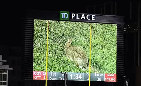 20180712 - W5 - CGY 27 @ OTT 3 - TD Place - Bunny