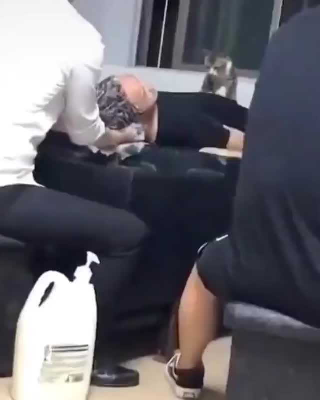 Salon with cat massage