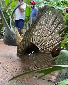 Female pheasant not impressed by mating dance